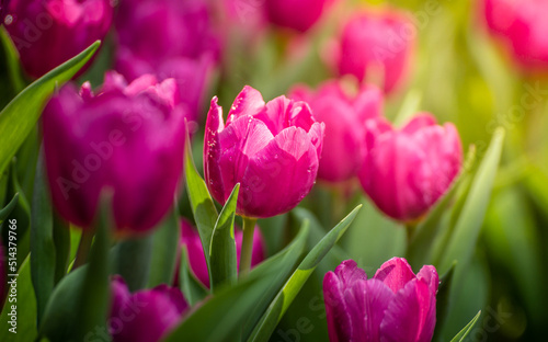 Close up of pink tulips in the garden