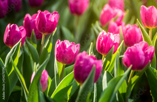 Fototapeta Naklejka Na Ścianę i Meble -  Close up of pink tulips in the garden