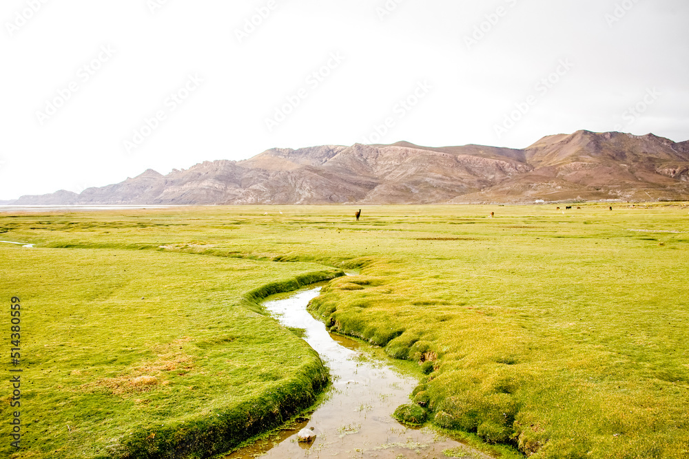 Landscape of Bolivia prairie. Nature of Altiplano, South America