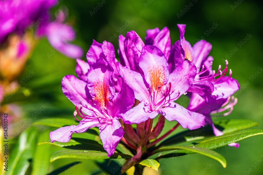 Purple flowers of Rhododendron in the sun	