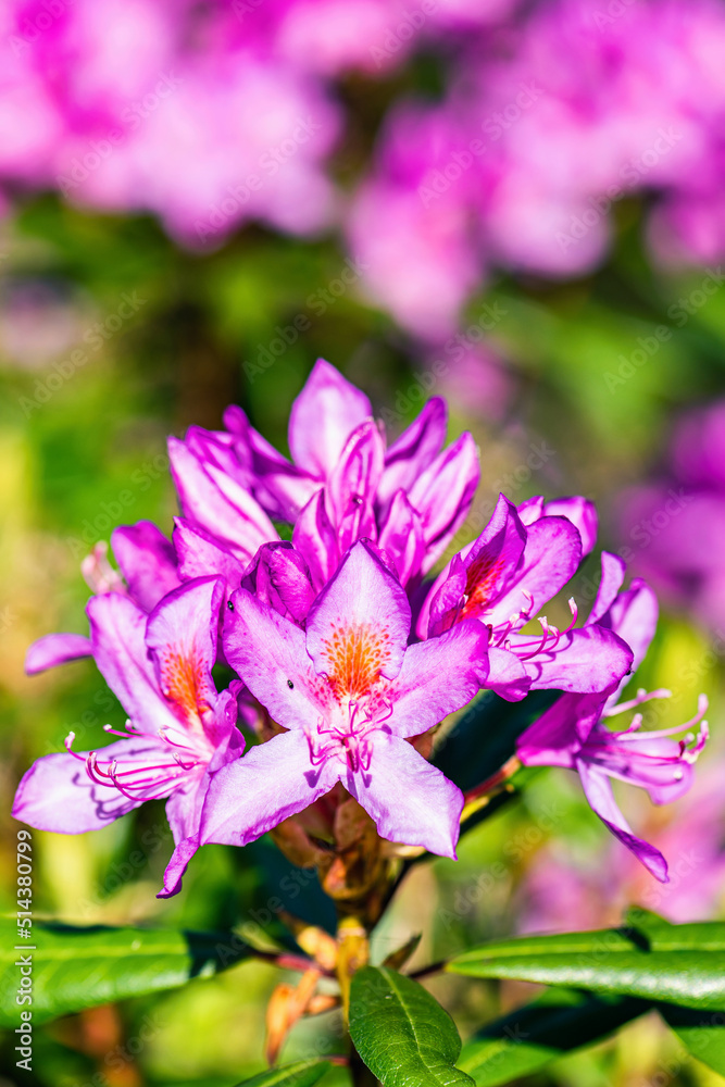 Fototapeta premium Purple flowers of Rhododendron in the sun 