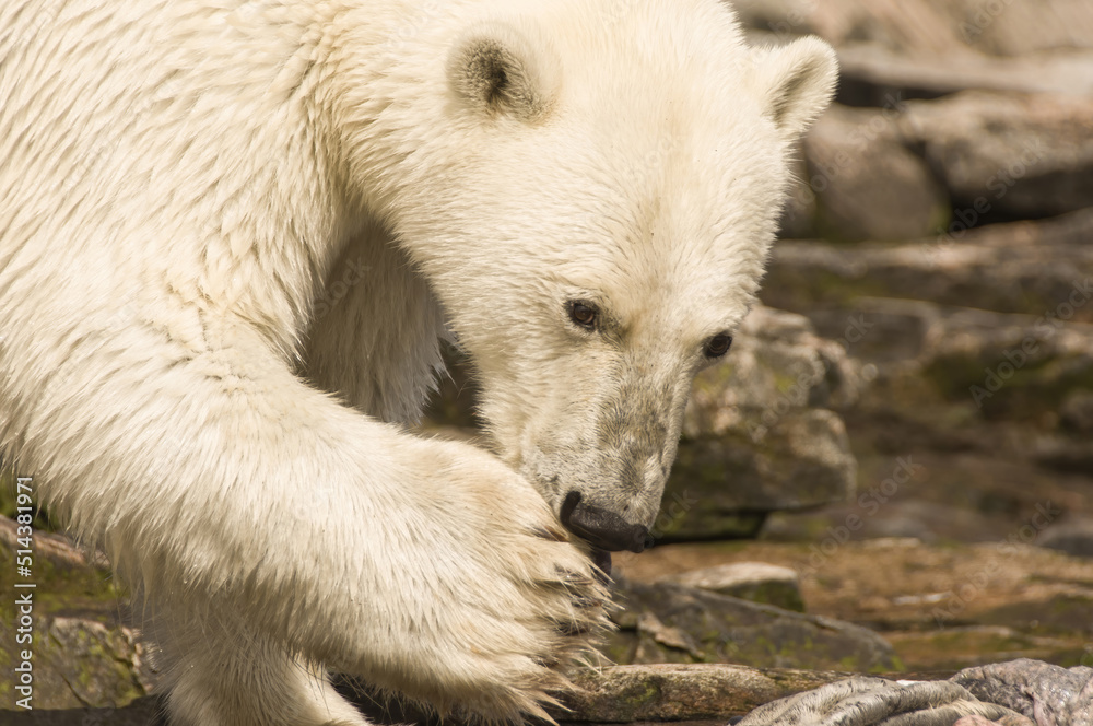 Polar Bear (Ursus maritimus) feeding on a seal carcass, Button Islands, Labrador, Canada Polar Bear (Ursus maritimus) feeding on a seal carcass, Button Islands, Labrador, Canada