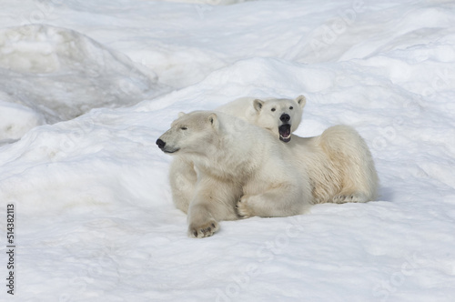 Mother polar bear with a two years old cub (Ursus Maritimus), Wrangel Island, Chuckchi Sea, Russian Far East, Asia