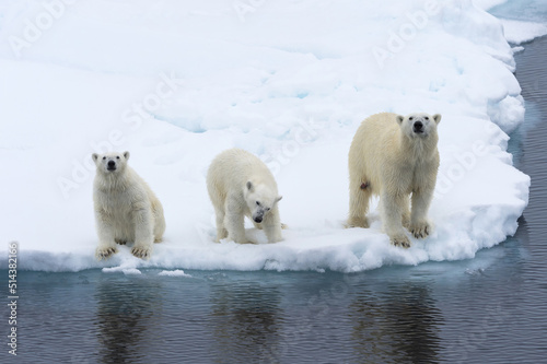 Mother polar bear (Ursus maritimus) with 2 cubs on the edge of a melting ice floe, Spitsbergen Island, Svalbard archipelago, Norway, Europe