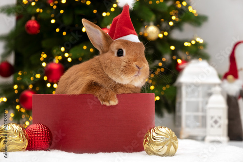 Cute brown bunny wearing Santa hat sitting in gift box by Christmas tree.New 2023 Year of rabbit according to Chinese,east calendar.Adorable pet animal,celebrating Christmas holiday,festive card