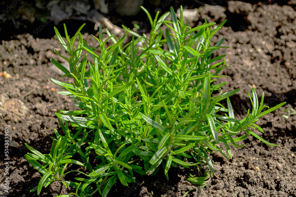Green bush of fragrant rosemary in the garden on a sunny summer day Green bush of fragrant rosemary in the garden on a sunny summer day