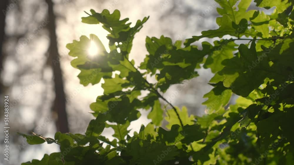 Green leafy coriander plant fresh morning ray hitting Green leafy coriander plant fresh morning ray hitting