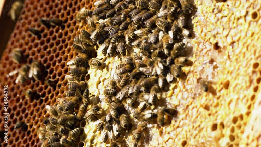 Large colony of honey bees walking over the honeycombs of a beehive on a sunny day. Close-up shot Large colony of honey bees walking over the honeycombs of a beehive on a sunny day. Close-up shot