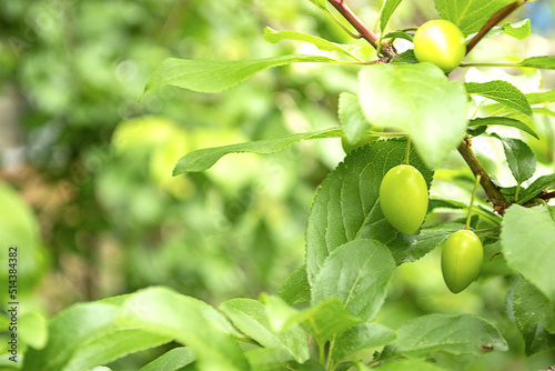 Unripe yellow plum on a branch with green leaves in a summer garden