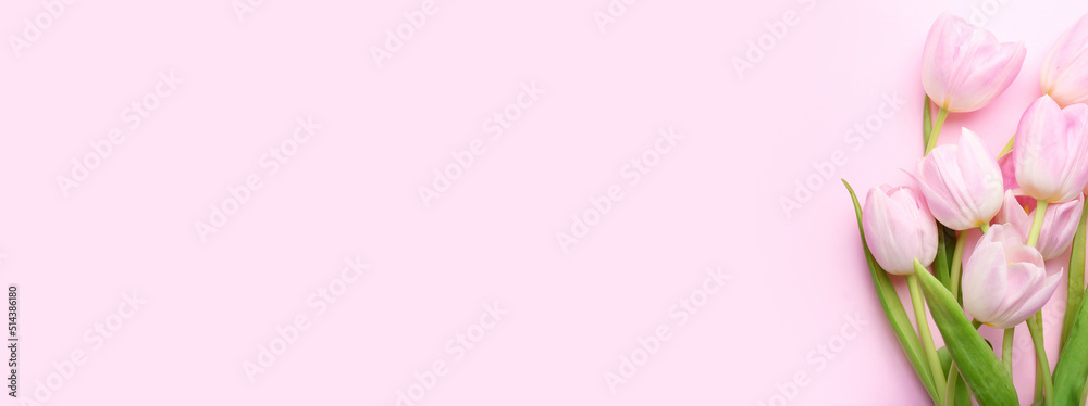Beautiful tulip flowers on pink background with space for text