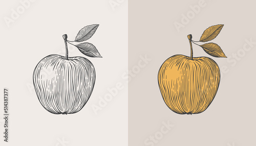 Hand-drawn two apples in engraving style. Dessert fruits with leaves. Design element for markets, shops, cafes, restaurants, packaging. Vintage botanical illustration on light background isolated.