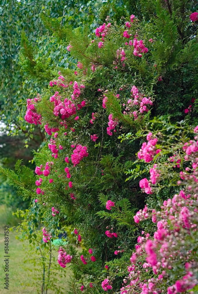a hedge of roses in the countryside in summer