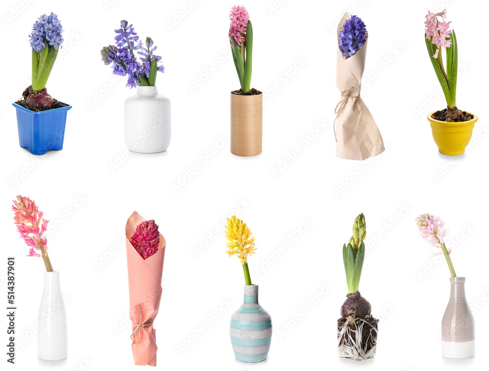 Set of beautiful hyacinth flowers on white background Set of beautiful hyacinth flowers on white background