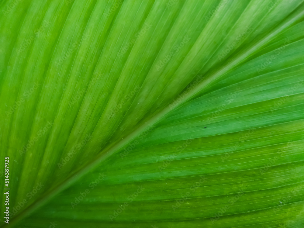 green leaf texture green leaf texture