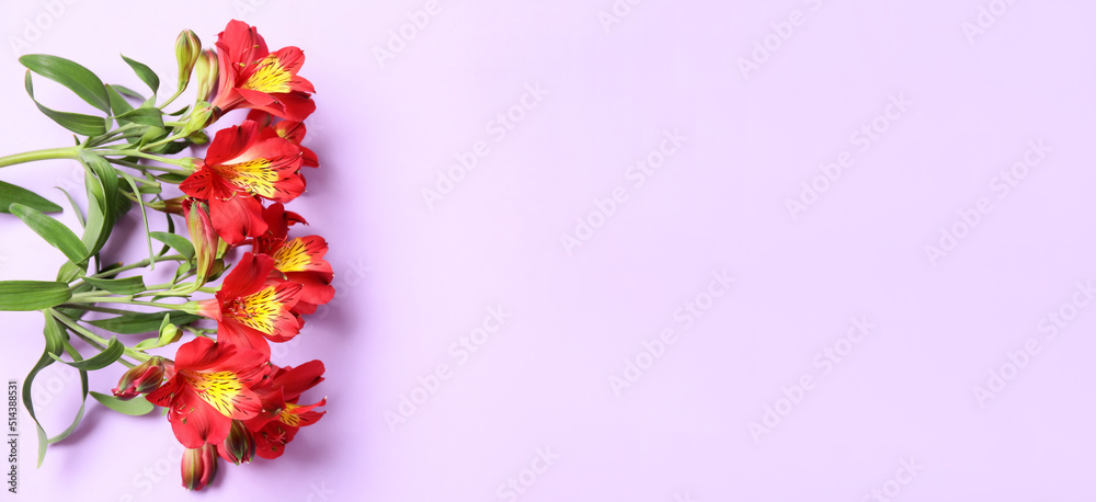 Obraz premium Red alstroemeria flowers on lilac background with space for text