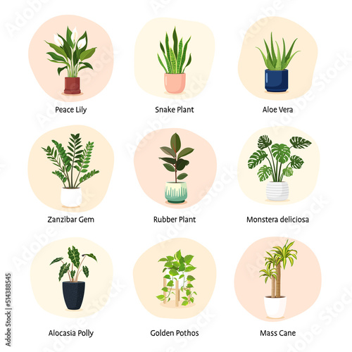 Set of indoor house plants vector. photo