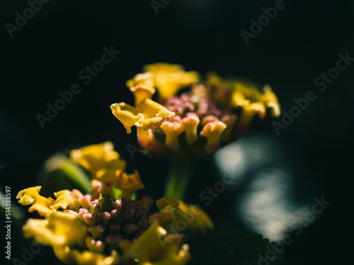 Close up of a Lantana flower