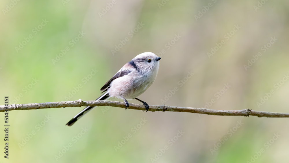 bird, robin, natur, wild lebende tiere, tier, rot, wild, ast bird, robin, natur, wild lebende tiere, tier, rot, wild, ast