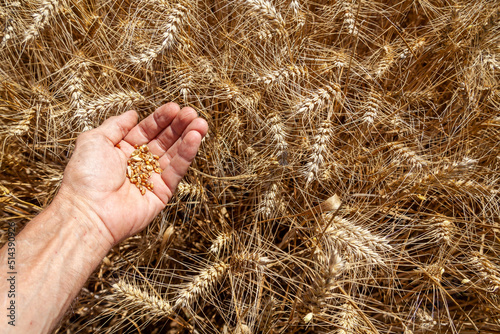 Agriculture et ressources alimentaires - Agriculteur contrôlant la maturité des grains de blé dans la paume de sa main au dessus d'un champ de céréales avant la récolte
