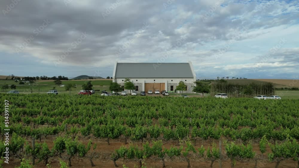 vineyard with white farm house in Franschoek South Africa at sunset, aerial vineyard with white farm house in Franschoek South Africa at sunset, aerial