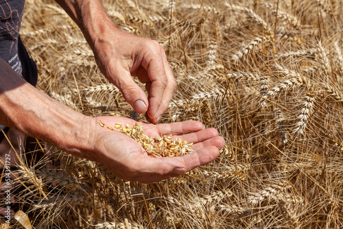 Agriculture et ressources alimentaires - Agriculteur contrôlant la maturité des grains de blé dans la paume de sa main au dessus d'un champ de céréales avant la récolte
