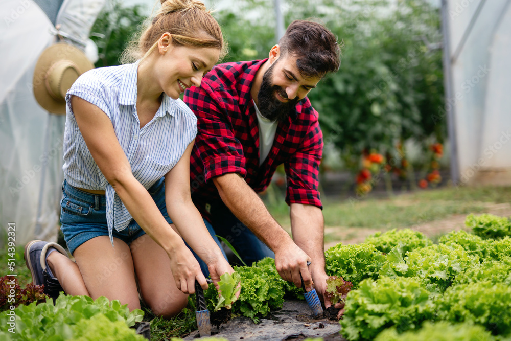 Happy young couple working in greenhouse, growing organic food. People bio food health concept Happy young couple working in greenhouse, growing organic food. People bio food health concept