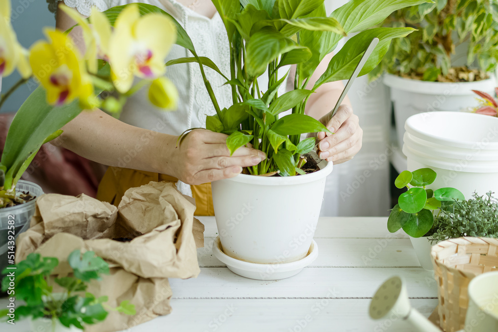 Woman transplants flowers at home. Pots with flowering plants, earth and watering can on table near window. Proper transplantation and crafting of plants. Homework, hobbies, plant growing. Woman transplants flowers at home. Pots with flowering plants, earth and watering can on table near window. Proper transplantation and crafting of plants. Homework, hobbies, plant growing.