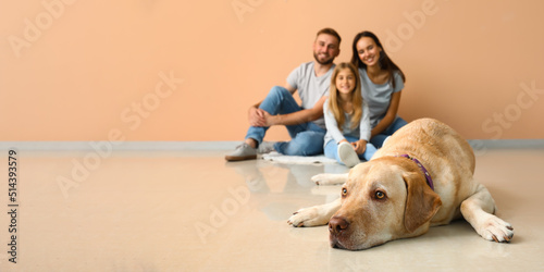 Funny Labrador dog and happ...