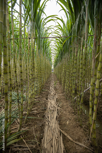 Sugarcane field with plants growing