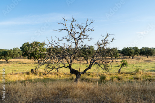 árbol solitario sin hojas en dehesa