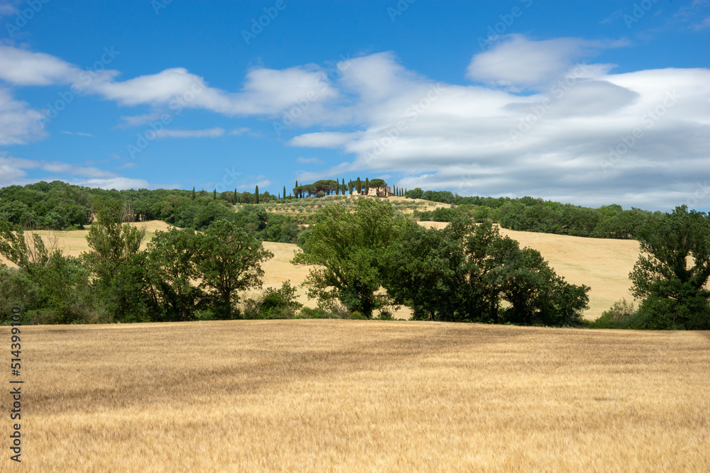 Tuscany landscape with wheat fields and hills, cypress trees and parasol pines in background, Italy