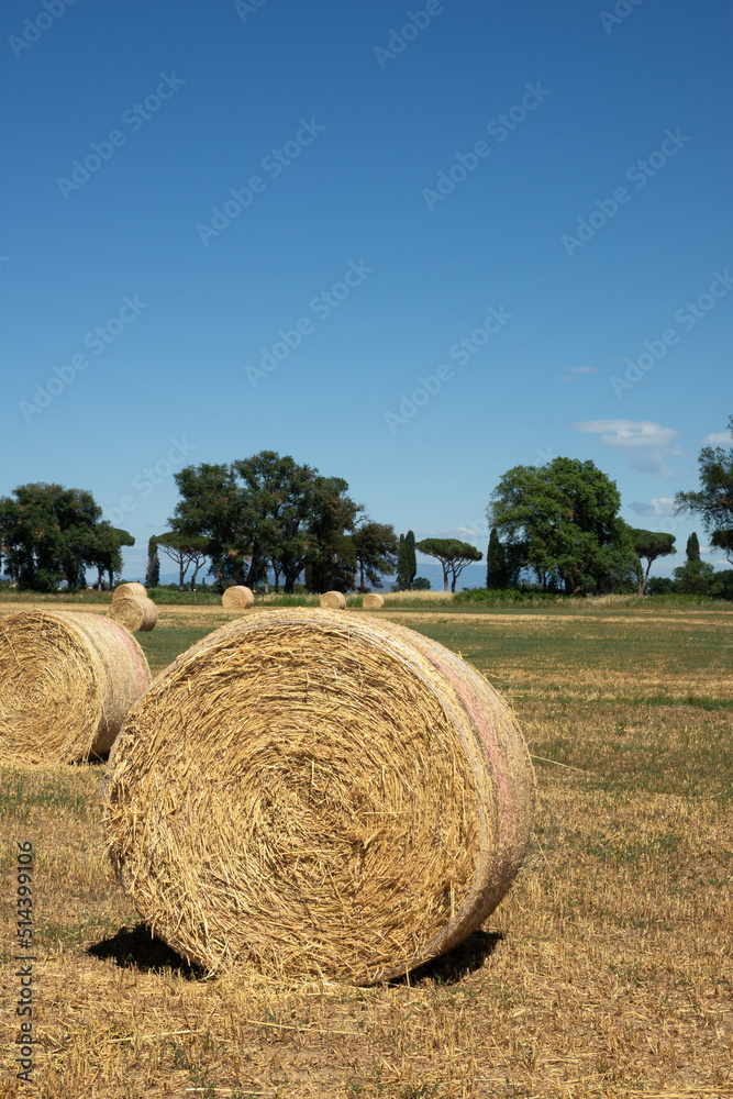 landscape, Tuscany, hay bales, pine trees landscape, Tuscany, hay bales, pine trees