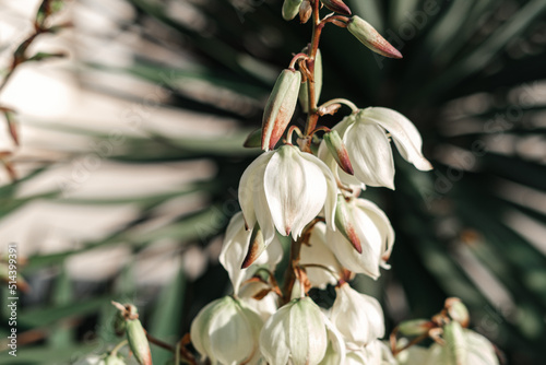 creamy white yucca flower stalks blooming wallpaper