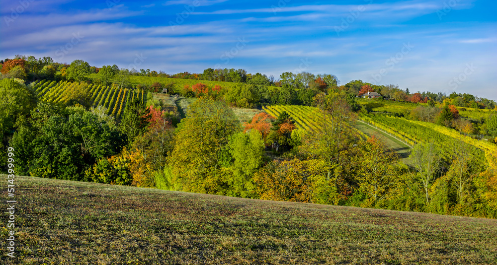 Rural Landscape With Forest And Vineyard In The Outskirts Of The City Of Vienna In Austria