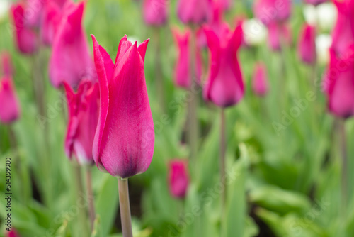 Pink red tulip in the shape of a glass, spring elegant flower tulip blossom flower background