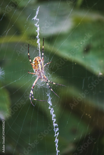spider on a web © Oleksander