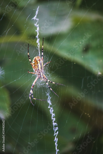 spider on a web