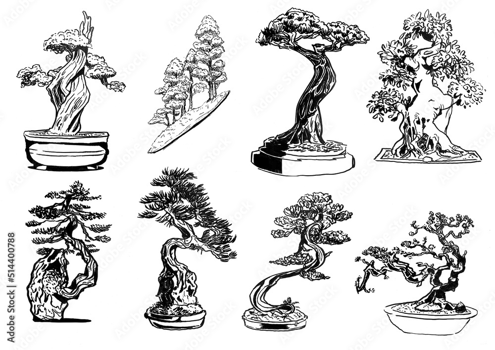 Bonsai drawing Bonsai drawing