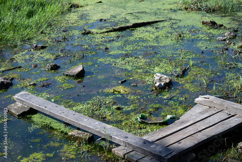 swamp