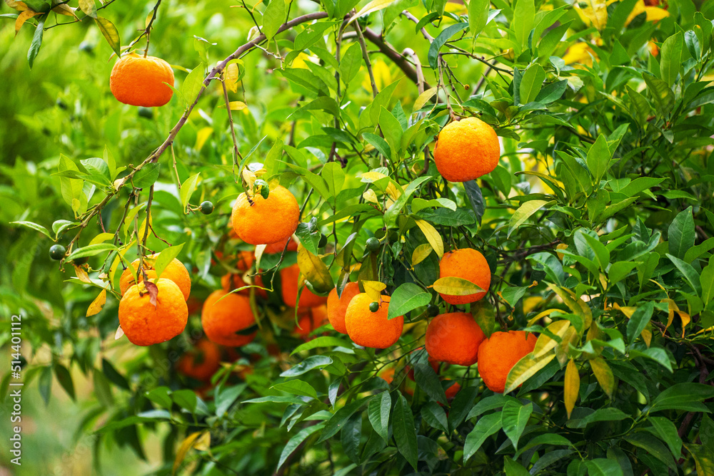Orange tree with ripe fruits in the garden.
