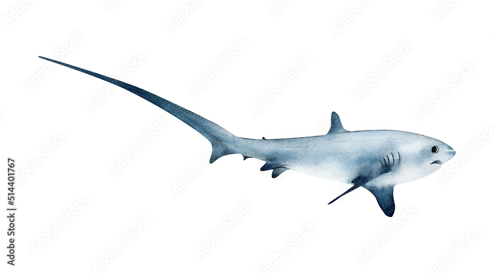 Hand-drawn watercolor pelagic thresher shark illustration isolated on white background. Underwater ocean creature. Marine animals collection	 - obrazy, fototapety, plakaty 