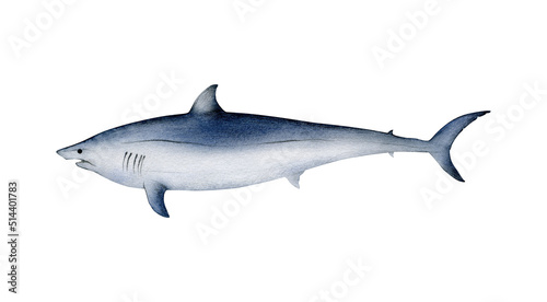 Hand-drawn watercolor shortfin mako shark illustration isolated on white background. Underwater ocean creature. Marine animals collection	 photo