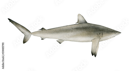 Hand-drawn watercolor silky shark illustration isolated on white background. Underwater ocean creature. Marine animals collection	
