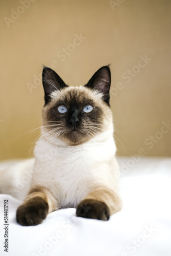 Siamese kitten with blue eyes lies on the bed. Vertical image. © Алекс Ренко