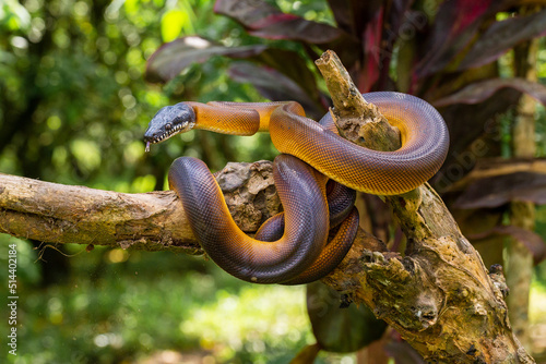 Leiophyton albertisii. Brown colored python can be found in Papua. The color is actually brown but will appear shiny when exposed to light. photo