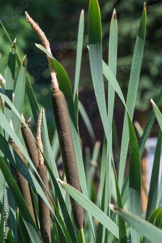 reeds in the wind