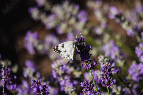 butterfly on lavender