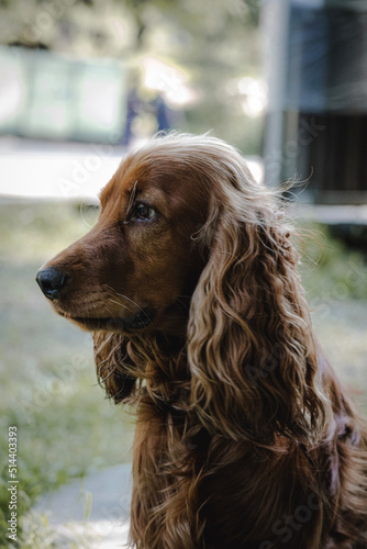 english cocker spaniel