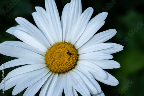 daisy flower closeup