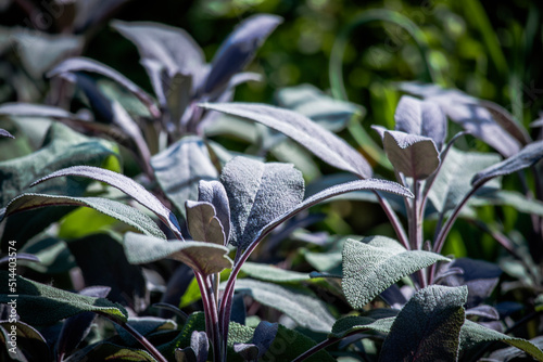 lily of the valley